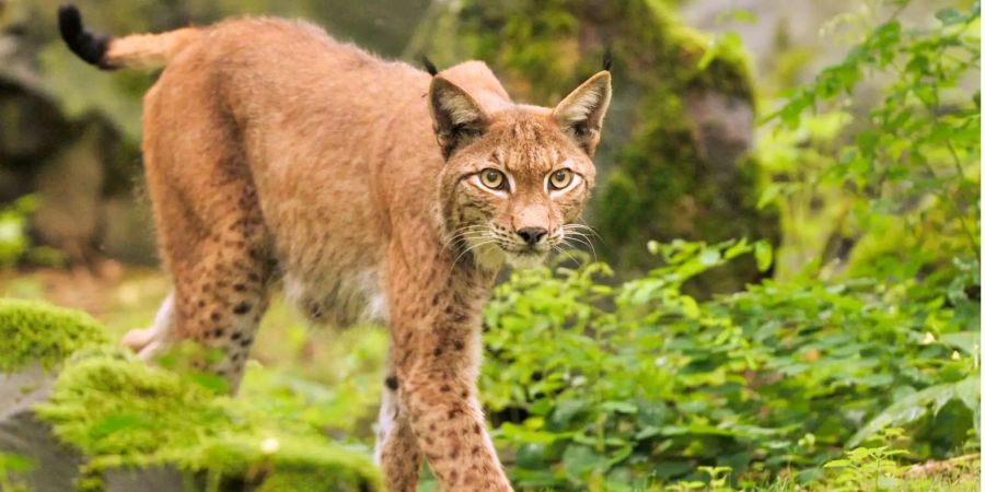 Ein Luchs schleicht in einem Wildpark umher.