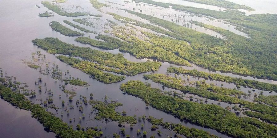 Amazonas Regenwald