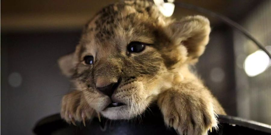 Das Löwenbaby «Scratch» sitzt im Zoo in Neuwied beim Wiegen in einem Eimer.