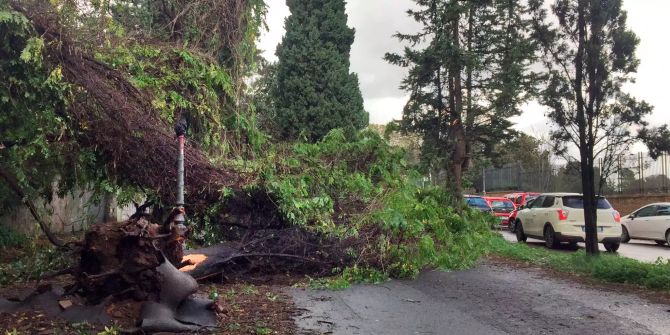 Ein umgestürzter Baum blockiert einen Fussweg.