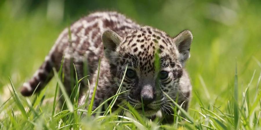 Ein junger Jaguar lauert im Gras.