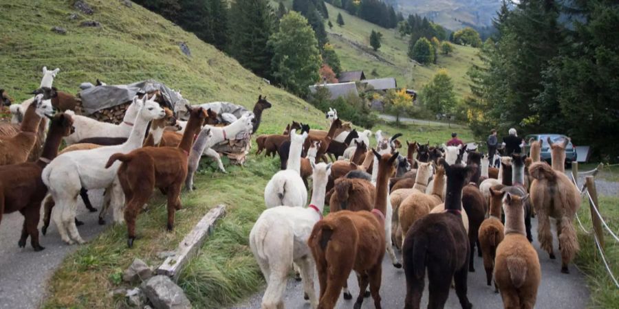 90 Lamas und Alpakas haben sich heute von ihrer Sommerresidenz bei der Griesalp auf den Weg zurück ins Tal gemacht.