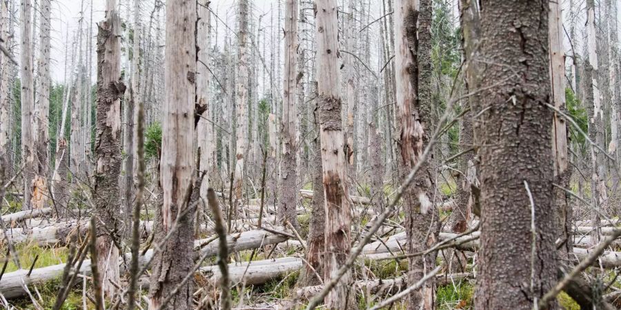 Blick in einen von Borkenkäfern befallenen Nadelwald.