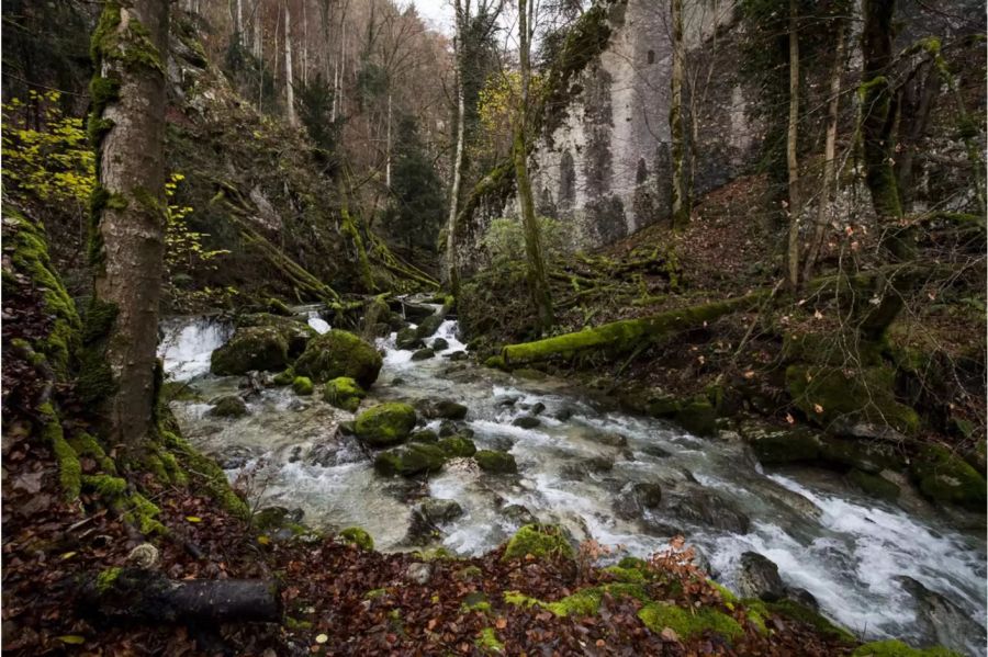 Bach in einem Wald - Keystone