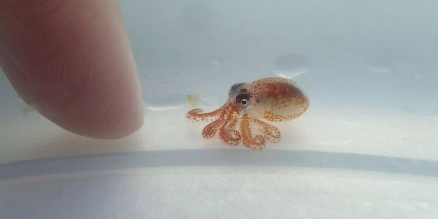 Das Foto zeigt einen Baby-Oktopus neben dem Finger einer Frau in einem Plastikbehälter.