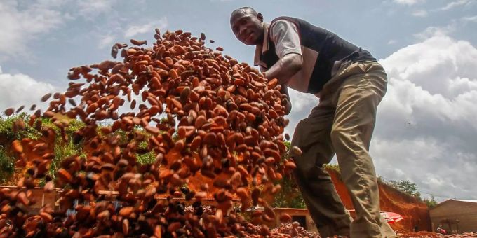 Zudem haben die Bauern in Westafrika Probleme mit den Folgen des Klimawandels. Kakaobauer Elfenbeinküste.