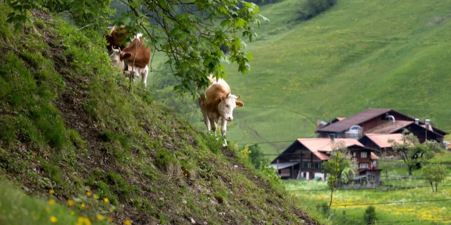 Kühe nahe eines Bauernhofes.