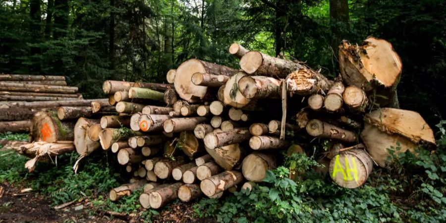 Vom Borkenkäfer befallene, gefällte Fichten in einem Schweizer Wald.