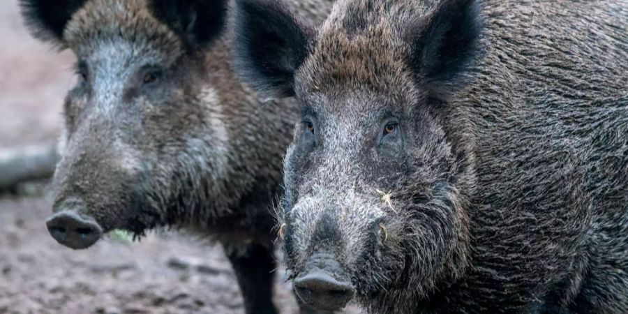 Ein Wildschwein-Zaun an der deutsch-dänischen Grenze darf gebaut werden.