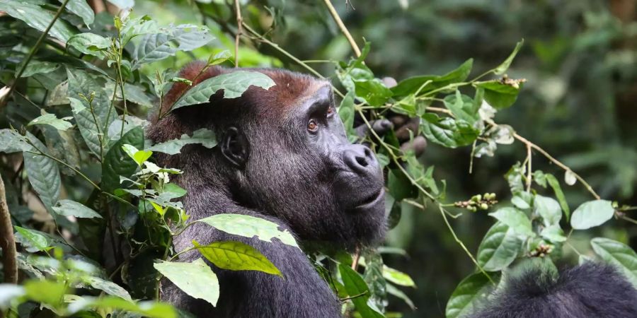 Ein Gorilla im kongolesischen Nationalpark Nouabale-Ndoki. Es leben mehr seiner Artgenossen in den zentralafrikanischen Wäldern als bisher angenommen. Bild: Zanne Labuschagne/WCS