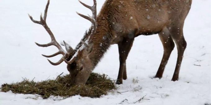 Die kalten Wintertage machen dem Wild zu schaffen. Die kalten Wintertage machen dem Wild zu schaffen.