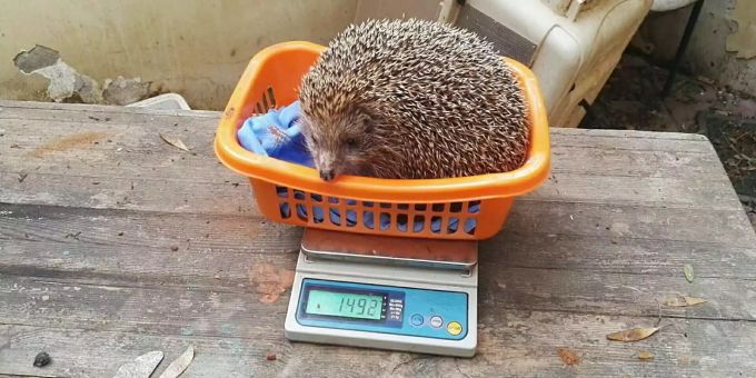 Inzwischen hat der Igel bereits rund 150 Gramm abgenommen. Inzwischen hat der Igel bereits rund 150 Gramm abgenommen.