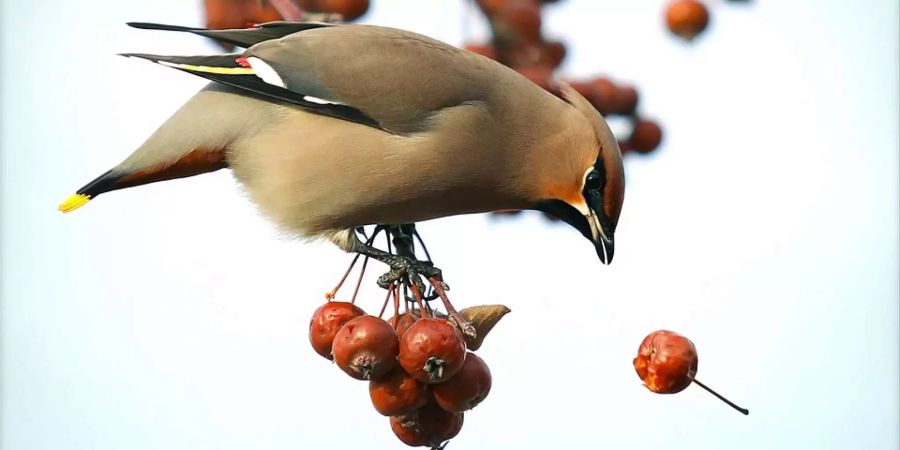 Der Seidenschwanz ist ein Singvogel, der auch in der Schweiz vorkommt.