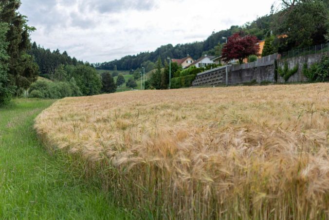Ein Gerste-Feld in Unterkulm.