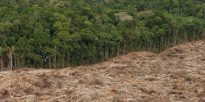 Gefällte Bäume liegen am Rande eines Urwaldes in der Amazonasregion. Urwald in Brasilien
