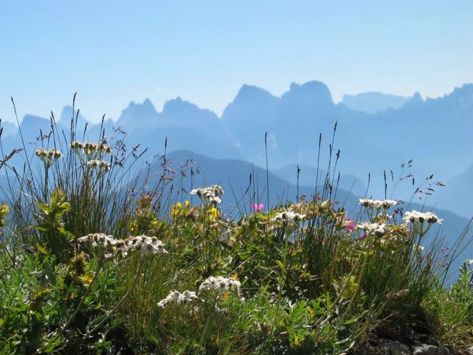 Risikofaktor Bergwiese: Die Vegetationsperioden sind in den Bergen nach hinten verschoben. Pollen Allergiker Schutzmaske Bergwiese