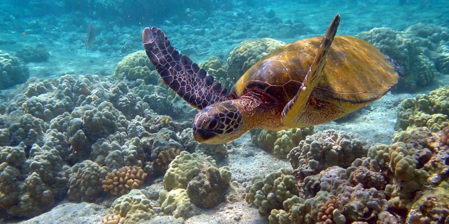 Eine Suppenschildkröte schwimmt durchs Meer. Bild: Wikimedia Commons/Brocken Inaglory