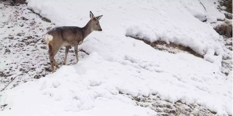 Reh im Schnee  (Symbolbild)