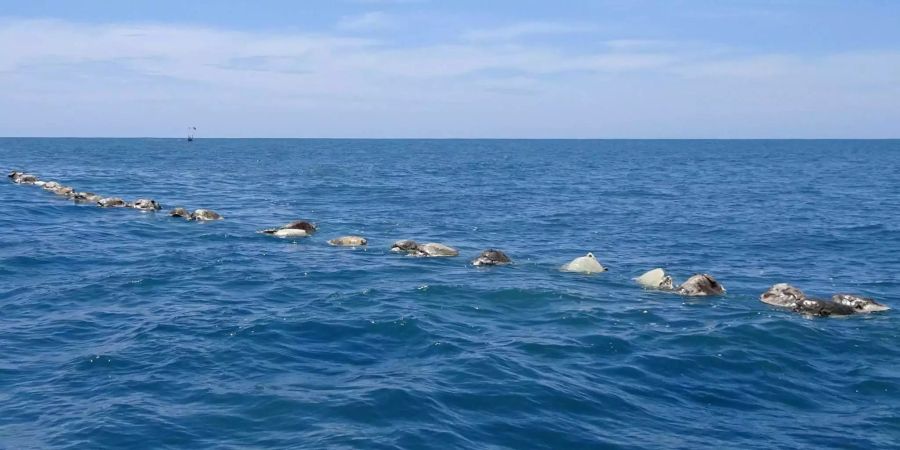 Tote Meeresschildkröten schwimmen auf dem Meer bei Puerto Escondido.