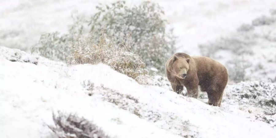 Braunbär Napa sieht im Oktober 2018 zum ersten Mal Schnee in seiner neuen Heimat, dem Arosa Bärenland.