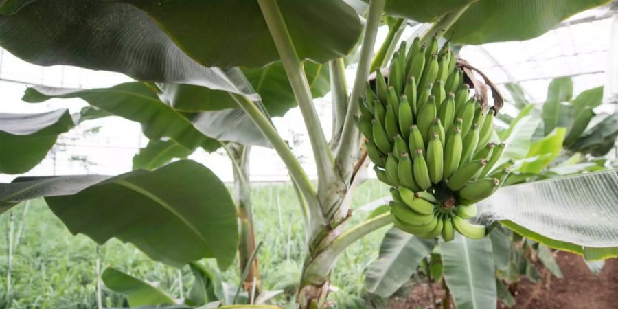 Viele exotische Pflanzen und Früchte wachsen unter der Kuppel des Tropenhauses dank der Abwärme der Gasanlage in Ruswil LU.