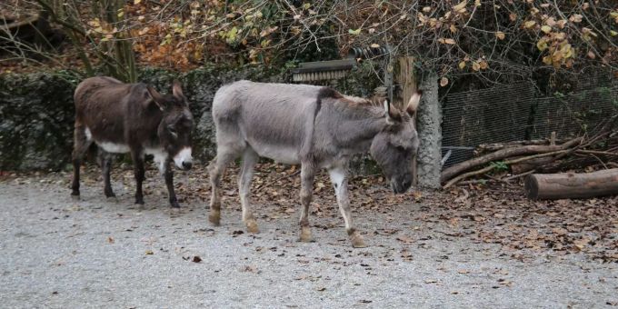 Zwei Esel. (Symbolbild) Esel