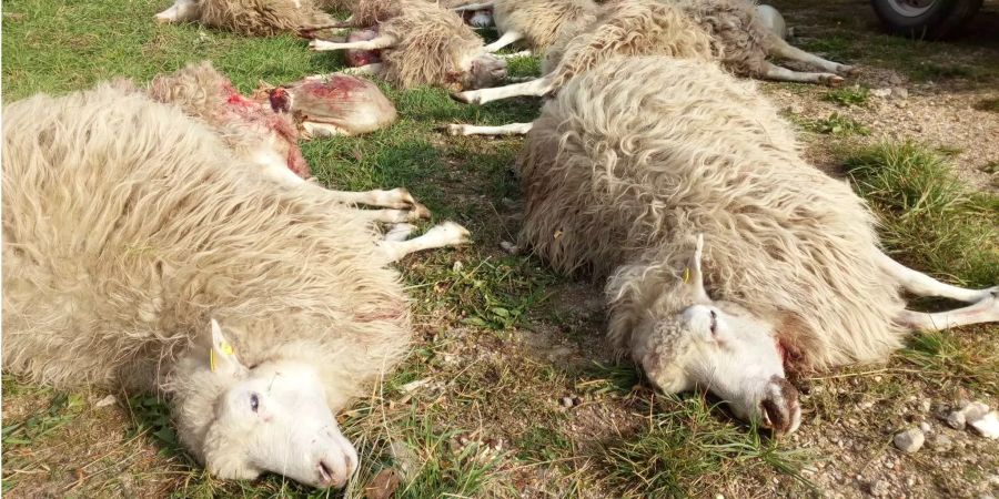 Tote Schafe der Herde der Naturschutzstation «Östliche Oberlausitz» liegen auf einer Wiese.