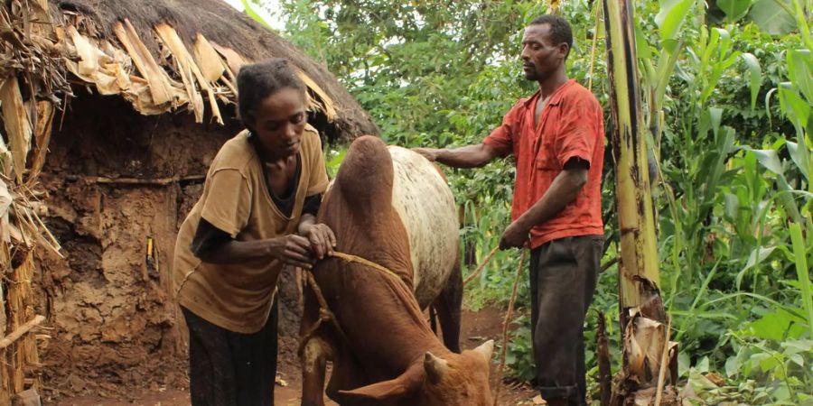 Afrika hat in der Landwirtschaft noch grosses Potential.