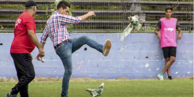 Fenix-Coach Gaston Alegari kickte ein Huhn übers Spielfeld und entsetzte damit die Zuschauer. Fenix-Coach Gaston Alegari kickte ein Huhn übers Spielfeld und entsetzte damit die Zuschauer.
