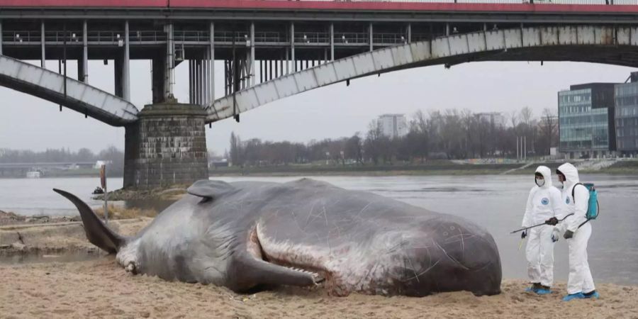 Pottwale werden immer wieder Opfer der Meer-Verschmutzung. Hier strandete ein ausgewachsenes Exemplar im Dezember 2017 in Polen.