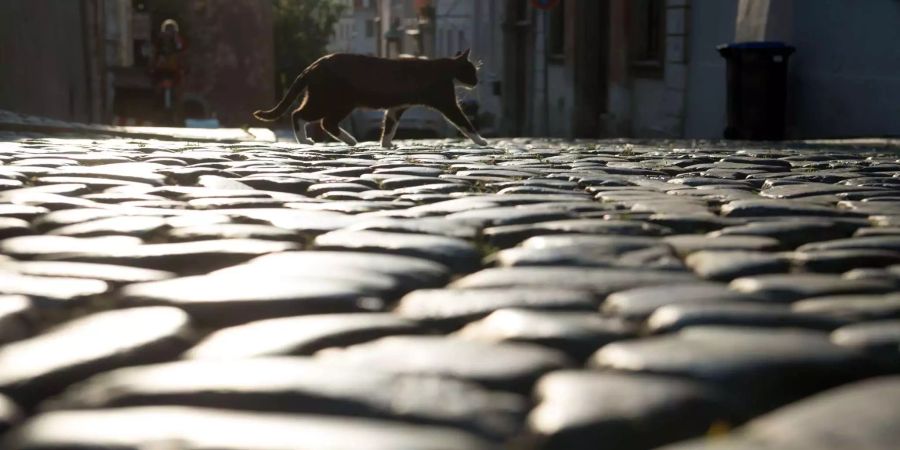 Eine Katze läuft über glänzendes Kopfsteinpflaster im Gegenlicht.