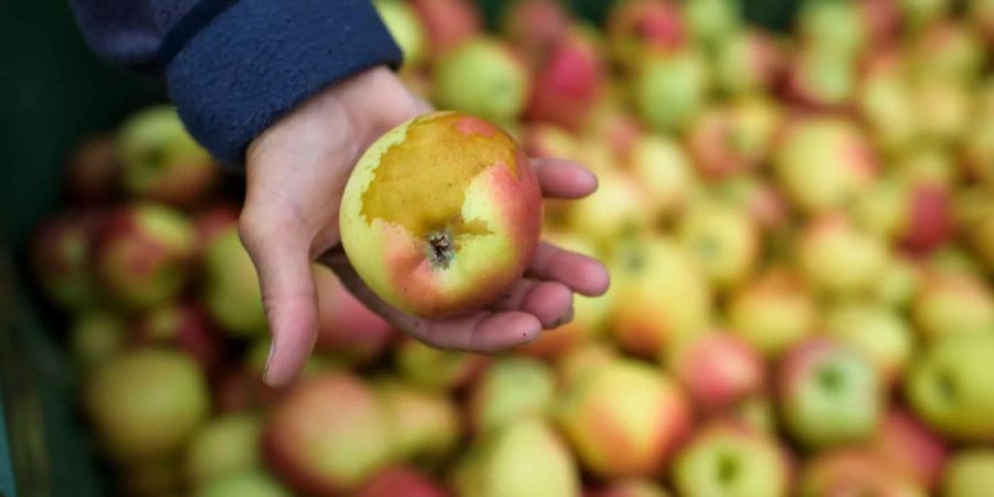 Ein Apfel mit Frostschaden der Sorte Kanzi, bei der Apfelernte.