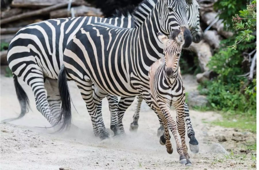 Junge Zebras sind schon innert kürzester Zeit äusserst aktiv.