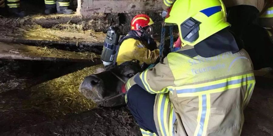 Die Feuerwehrleute konnten die Kühe wieder aus dem Güllenloch befreien.