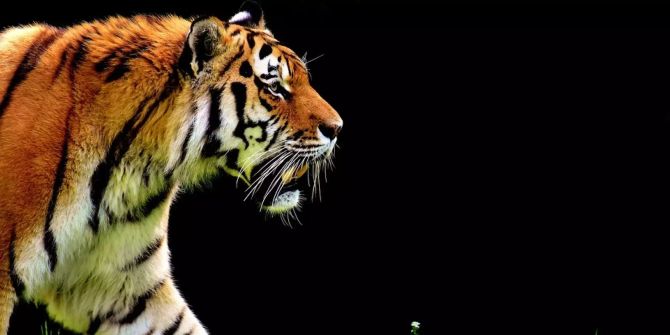 Tiger Zoo de servion