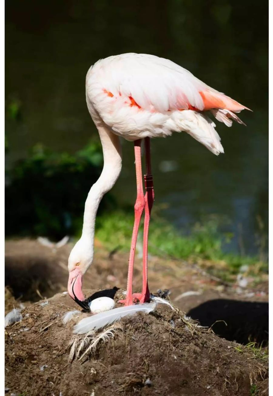 Die Überraschung ist gross – eigentlich war es dieses Jahr schon zu spät für Nachwuchs bei den Flamingos.