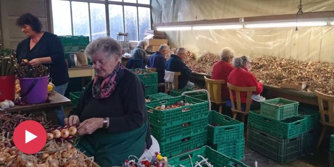 Nau in Täuffelen BE - «Zöpfe für den Zibelemärit mache ich im Schlaf»