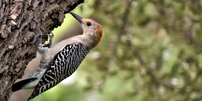 Der Specht fördert indirekt die Biodiversität. (Archivbild) Specht
