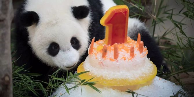 Panda im Zoo in Kuala Lumpur