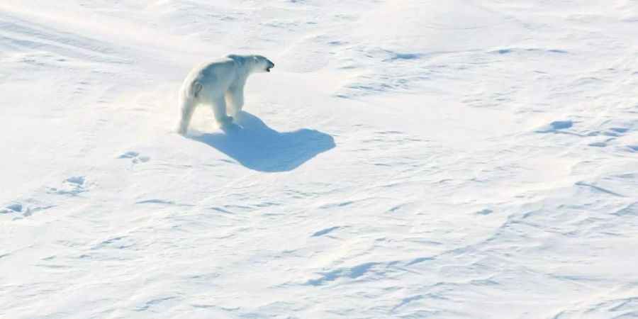 Wegen der Eisschmelze treibt es Eisbären an Land