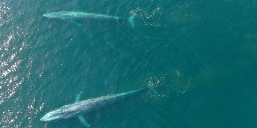 Wale, die sich von Krill ernähren, könnten von einer solchen Entwicklung ebenso negativ beeinflusst werden.