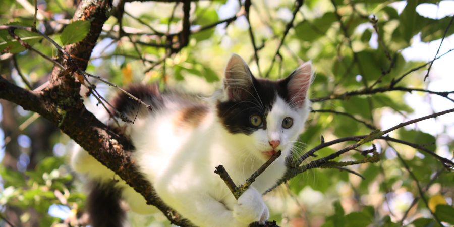 Katze sitzt im Baum