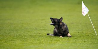 Mehrfach zugebissen - Frau in Biberist SO muss ihren Hund abgeben Mehrfach zugebissen - Frau in Biberist SO muss ihren Hund abgeben