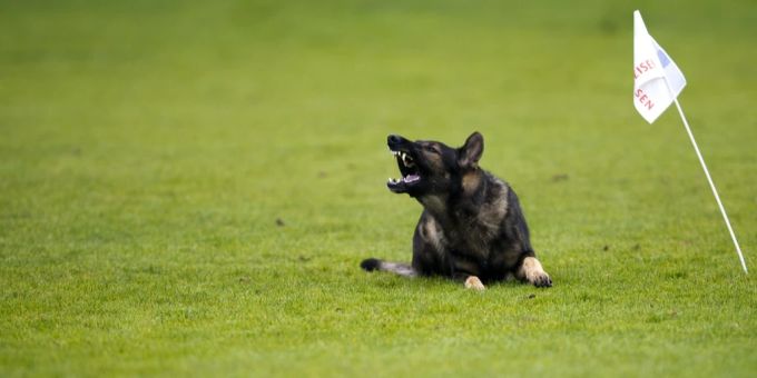 Eine deutsche Schäferhündin muss an das Tierdörfli Olten in Wangen abgegeben werden. (Symbolbild) Schäferhund