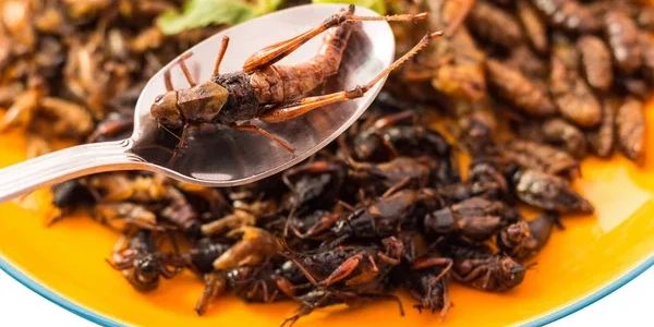 Als Alternative zu lebendigen Insekten eigenen sich getrocknete Mehlwürmer.