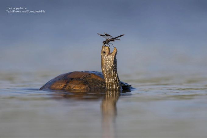 Eine fröhliche Schildkröte freut sich über ihren Besucher. tierfotos comedy wildlife photography awards 2023