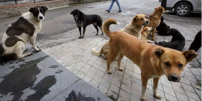 Hunde können ihren Besitzern ziemlich viel Ärger einbringen. Hunde