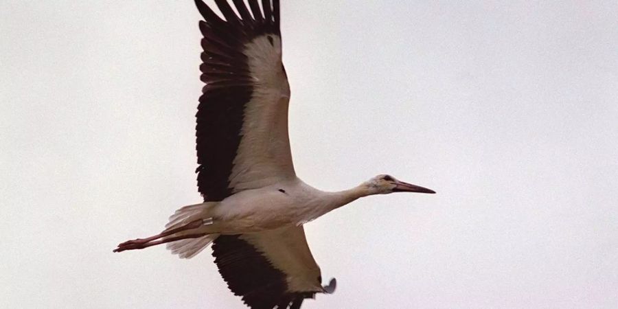 storch