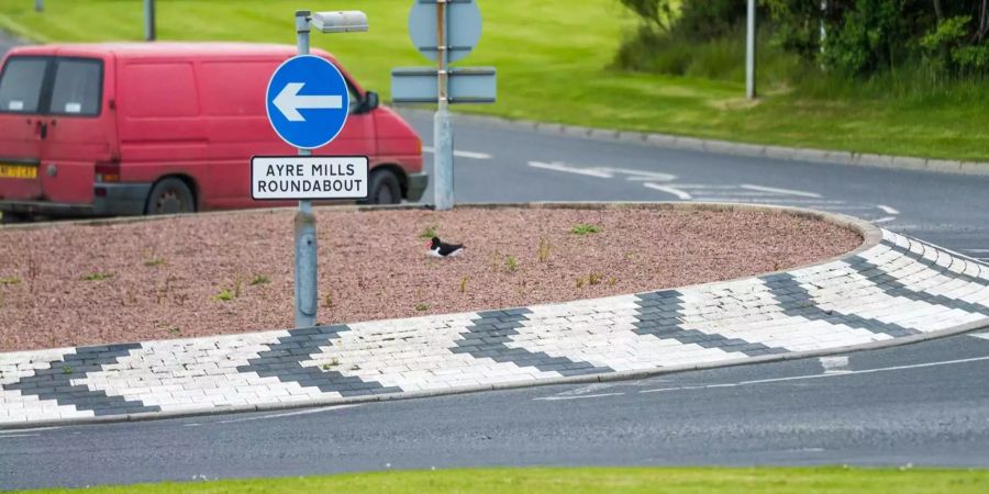 In Schottland macht es sich dieser Vogel auf einem Kreisel bequem.