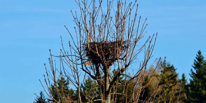 Plastikabfälle verunreinigen jedes dritte Nest von Mauer-, Alpen- und Fahlseglern, zeigt eine neue Studie. (Symbolbild) In Israel sind fünf Eulen-Babys aus einem Nest gefallen und werden nun in einer Wildtierklinik aufgepäppelt.